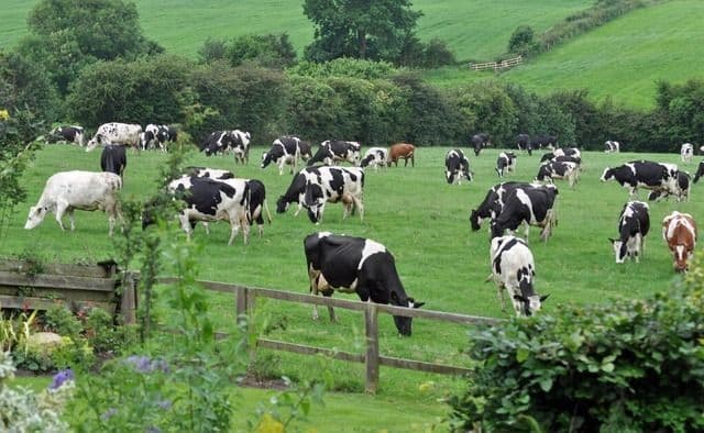 Ketika Sapi dan Ayam Menjadi Pahlawan: Kisah Peternakan di Balik Piring Kita