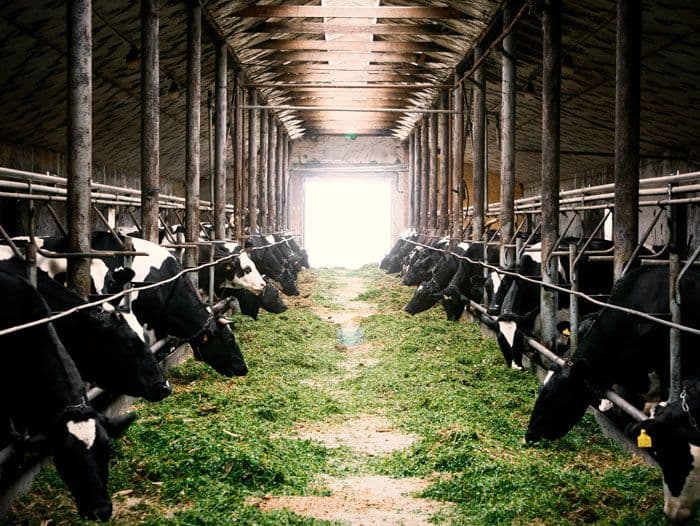 Mengais Untung dari Ladang Ternak: Kisah Sukses yang Bisa Anda Tiru